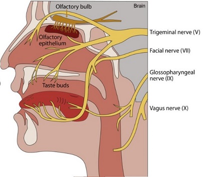 Chemosensory Anatomy