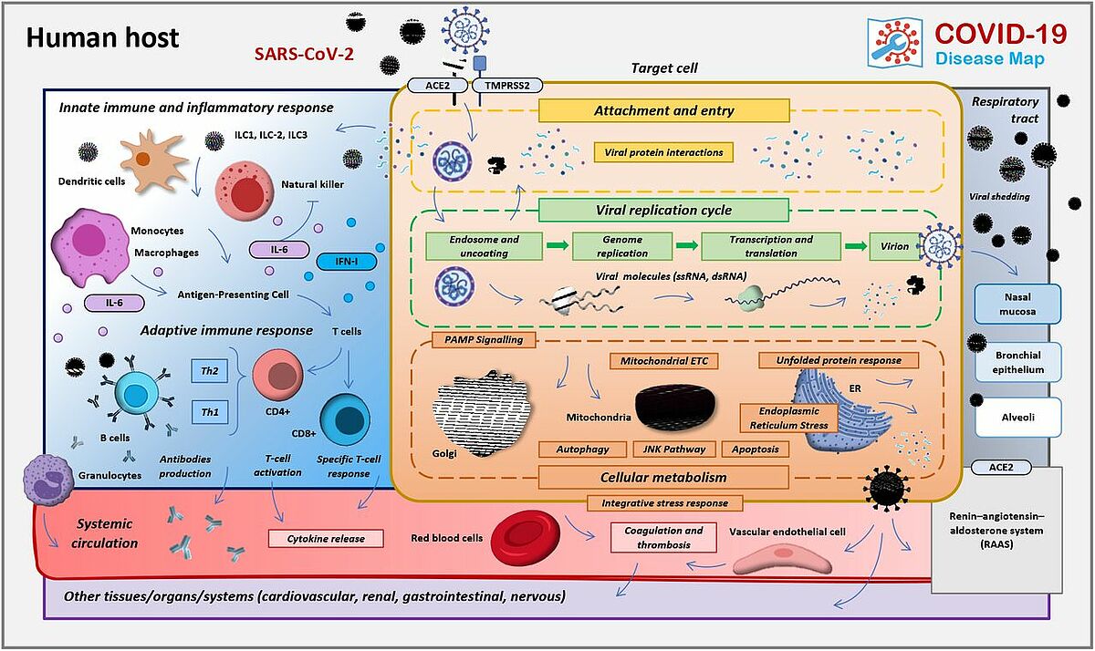 The areas of focus of the COVID-19 Map biocuration